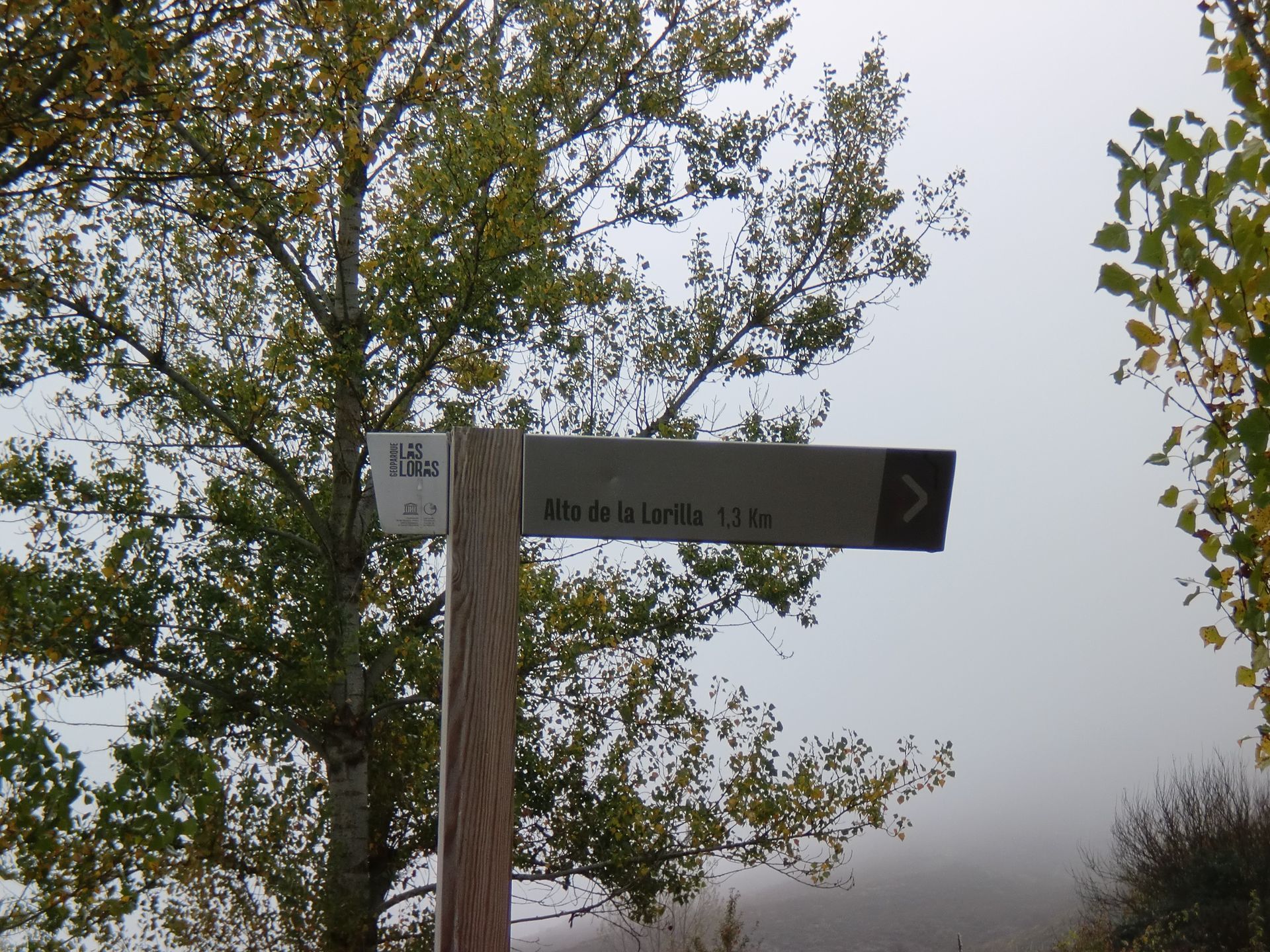 Geosenda:Camino de Vallejo y Monte (hayedo de Paúl)